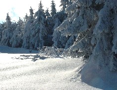 Zieleniec 2003